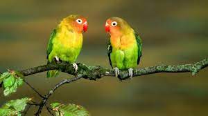  70 Jenis Burung Liar Yang Ada Di Indonesia Kicauan Hias Dan Tarung Burung Hewan Gambar