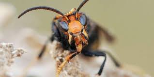 Le redoutable frelon asiatique a fait son apparition en france voici quelques années. Frelons Asiatiques Les Meilleures Methodes Pour Les Tuer