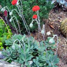 Image result for Kleinia grantii