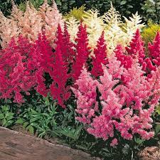 Top 10 Flowers That Bloom All Summer Summer Plants Long Blooming Perennials Blooming Plants