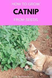 Growing Organic Catnip For Pets And For Medicine Catnip Growing Catnip Pets