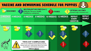 For this reason, puppies should be dewormed early in their life, most often at 2, 4, 6, 8 and 12 weeks of age. Vet Logs Do You Have New Puppy But You Don T Know How Or When To Start Here Is A Simple Guide Note It Is Always Better To Ask Your Vet Regarding