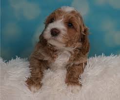 When you start comparing australian cobberdog puppies to other breeds, you're going to discover that these special dogs offer a variety of desirable traits. View Ad Australian Labradoodle Litter Of Puppies For Sale Near California Castro Valley Usa Adn 209958