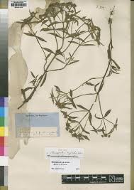 Image result for Haumaniastrum caeruleum