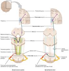 14 5 Sensory And Motor Pathways Anatomy Physiology