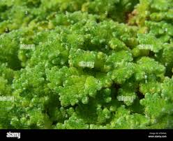 Image result for Azolla filiculoides