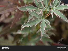 Maybe you would like to learn more about one of these? Japanese Maple Image Photo Free Trial Bigstock