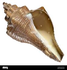 Image result for Cochlidium