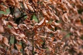 Image result for hornbeam hedge in winter