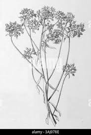 Image result for Tinnea