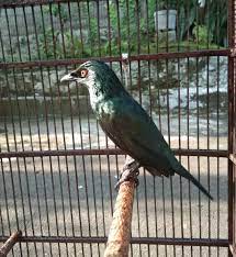 Mengenal Jenis Burung Cucak Keling Mitos Harga Dan Suara