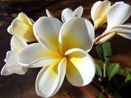 Free Image On Pixabay Frangipani Flower Plumeria Frangipani Plumeria Flowers