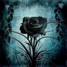 Gothic Black And Blue Roses Raindrops And Roses Sildiogo Sildiogo Black Roses Wallpaper Gothic Wallpaper Gothic Flowers