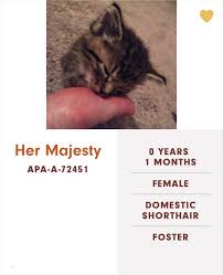 A black cat becomes pepper or midnight, and active dog comet or flash. Someone At This Animal Shelter Has Been Giving The Most Epic Names To Their Cats 106 Pics Success Life Lounge
