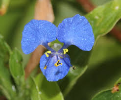 Image result for Commelina