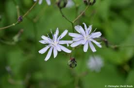 Image result for Lactuca glandulifera