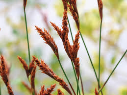 Image result for Restionaceae