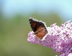 We did not find results for: Mourning Cloak Nymphalis Antiopa