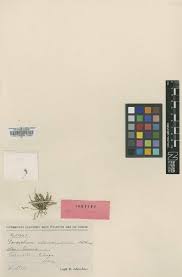 Image result for Holothrix nyasae