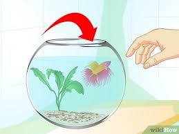 Instead of swimming around his tank, does he seems to be moping around and unhappy? How To Care For A Betta Fish In A Vase With Pictures Wikihow Pet