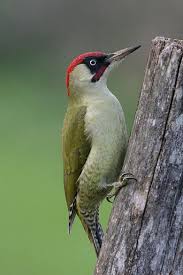 Picus Viridis Groene Specht Huisdier Vogel Vogel Foto S