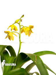 Image result for Polystachya virginea