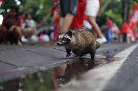 Authorities are asking residents to report raccoons behaving unusually to their local police station. Hd Wallpaper Brown Racoon On Floor During Daytime Animal Street Puddle Wallpaper Flare