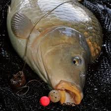 Einfach Sicher Effektiv Karpfen Angeln Karpfen Fische Angeln