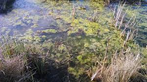 In jedem gesunden gartenteich leben algen. Eisenhaltiges Wasser Gegen Algen Im Teich Frag Mutti