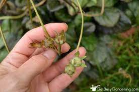 Collecting And Storing Seeds From The Garden Morning Glory Seeds Garden Seeds Save Garden