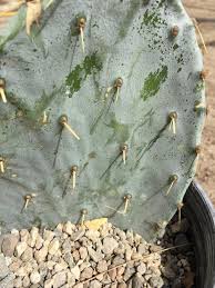 Indoor cactus plants are types of succulents that are very easy to look after. Cactus And Succulents Forum White Powder On Cacti Garden Org