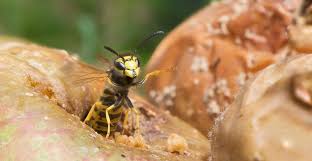 This will attract bees, wasps, hornets etc. What Do Wasps Do Natural History Museum