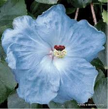 Uncertain Of Cultivar Name Cicek Guller Guzel Cicekler