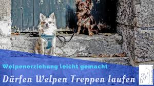 Inhaltsübersicht ab wann kann ich einen welpen alleine lassen? Durfen Welpen Treppen Laufen Welpenerziehung Mein Lieber Hund Youtube