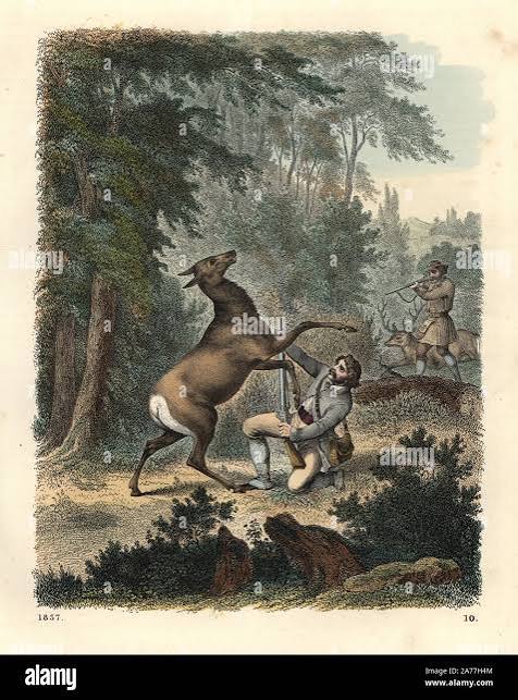 German hunters hunting deer attacked by doe. Handcoloured lithograph from Carl Hoffmann's Book of the World, Stuttgart, 1857 Stock Photo - Alamy