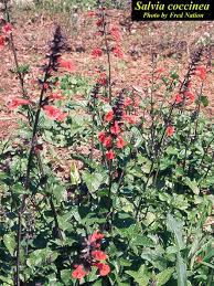 Image result for Salvia coccinea