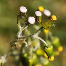 Image result for Synadenium angolense