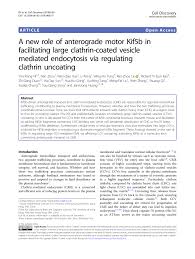 The blade of the 2018 european champion. Pdf A New Role Of Anterograde Motor Kif5b In Facilitating Large Clathrin Coated Vesicle Mediated Endocytosis Via Regulating Clathrin Uncoating