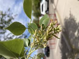 Image result for Dalbergia sissoo