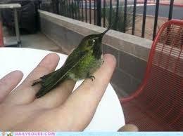 Humming Bird Squeeee Bird Beautiful Birds Beautiful Creatures