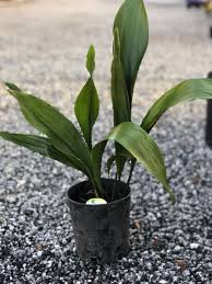 Image result for Aspidistra