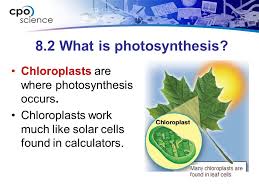 So the plant cells grow more on the shaded side. What Is Photosynthesis Photosynthesis Is A Chemical Reaction That Takes Place In The Chloroplasts Of Plant Cells During Photosynthesis Plants Use The Ppt Download