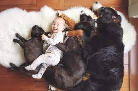 We did not find results for: Dogs And Babies How To Introduce Baby To Dog