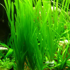 Image result for Vallisneria
