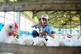 Ayam ini mampu bertelur lebih dari 260 telur per tahun produksi hen house. Harga Ayam Anjlok