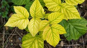 Utah pests utah pests is a group of usu extension experts who work to solve plant pest issues for utahns. General Fruit Information Usu