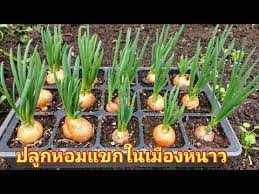 ปล กหอมแขก หอมแดง ในเม องหนาว grow shallots in uk 23 mar 20 youtube พ ชในกระถาง
