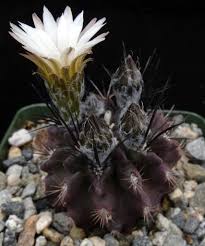 Image result for Tinnea eriocalyx