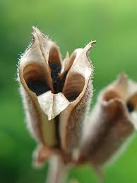 Image result for Sesamum radiatum