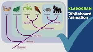 Banyak templat dan bagan genogram untuk dipilih. Sistem Klasifikasi Membuat Kladogram Youtube